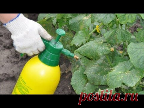 Опрыскиваю этим все огурчики каждые 10 дней. Чем опрыскать огурцы для профилактики