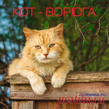 Кот-ворюга - ГОРНИЦА.РУ #домашние_животные #детство_деревенское #коты

Меня зовут Иван, мне 22 года

Вспомнилась такая забавная история из моего детства

Однажды, когда мне было 12 лет, а сестре - 7, мы с родителями жили в деревне всё лето. У нас был старенький домик, доставшийся от бабушки. Пол во всём доме был немного наклонён и скользил
У нас было маленькое хозяйство: петух, курица, цыплятки, свинки и корова. Охранял всё это слегка охрипший старый пёс Геннадий, кот Пушо...