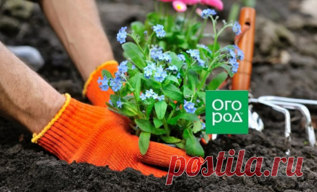 10 растений для &quot;чайников&quot; – с чего начать свой первый цветник | Дизайн участка (Огород.ru)
