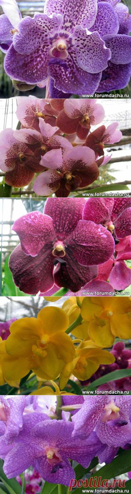 Фото орхидей. Фаленопсис, Ванда, Онцидиум, Дендробиум и ...