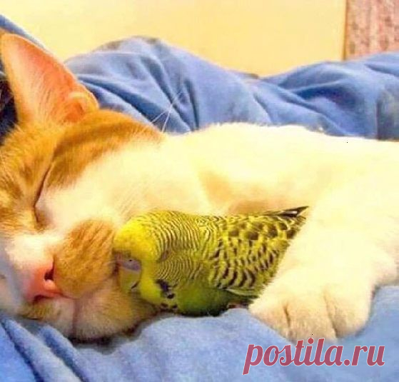 Мой Мир@Mail.Ru