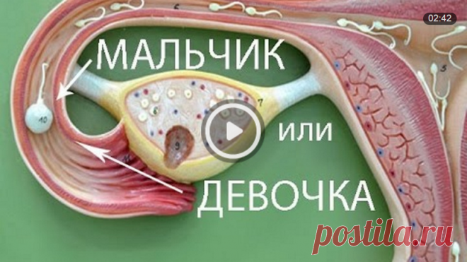 Как рассчитать пол ребенка