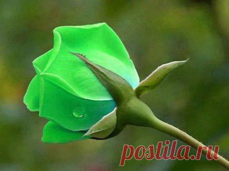 Зеленая роза