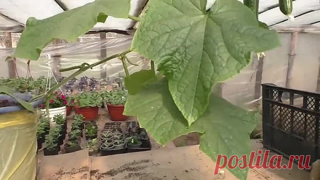 Ранние огурцы у нас плодоносят непрерывно! Так сможет каждый!