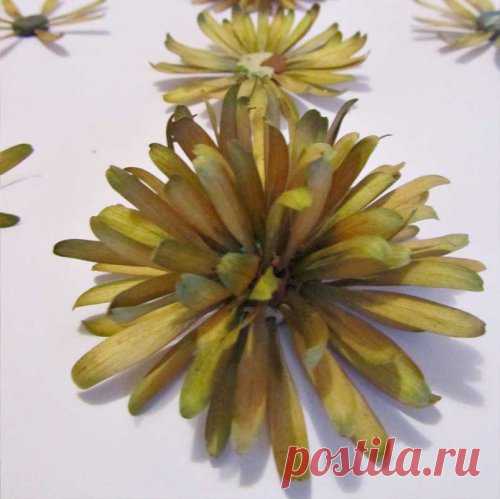 Хризантемы из семян ясеня