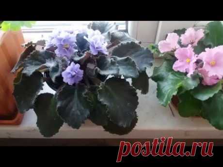 #292.Омоложенные и пересаженные фиалки радуют меня👍💞🌹