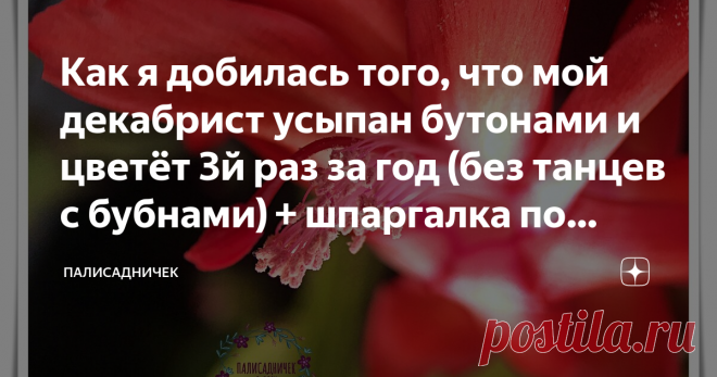 Как я добилась того, что мой декабрист усыпан бутонами и цветёт 3й раз за год (без танцев с бубнами) + шпаргалка по уходу