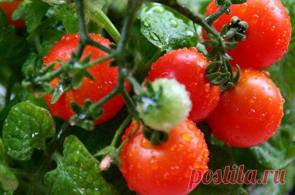 КАК ВЫРАСТИТЬ ПОМИДОРЫ, НЕ ВЫХОДЯ ИЗ КВАРТИРЫ.