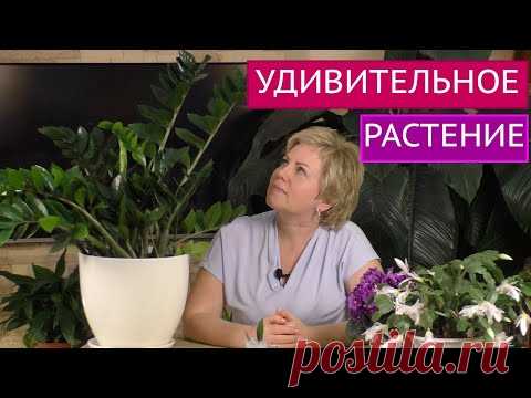 ЭТОТ ЦВЕТОК ДОЛЖЕН БЫТЬ В КАЖЛМ ДОМЕ! ПРЕКРАСНЫЙ И НЕПРИХОТЛИВЫЙ ЗАМИОКУЛЬКАС!