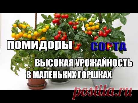 Помидоры черри на подоконнике (балконе).Лучшие сорта - YouTube 0.45 - какие сорта: Пигмей скороспелый 93-95 дней от всходов, высота 25-30см., в горшке 2-3 л.,; Пиноккио выс. 20-35 см., 55-60 дней, в горшок 2-3 литра, пересаживать через месяц. А огурцы пересаживать через 1-2 недели в 5-10л. вазоны, урожай через 1,5 мес.