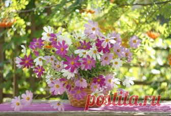 С Добрым воскресным утром Друзья!

А что случилось? День случился. 
Он так сиял и так лучился, 
Так ликовал, так нежно цвёл, 
Что он до слёз меня довёл 
Своим сияньем и свеченьем. 
И, хоть казалось мне мученьем 
Существованье миг назад, 
Я поняла: тому, кто рад, 
Негоже портить настроенье, 
Тем паче в пору озаренья. 
И просияла я в ответ, 
Поняв, что вариантов нет.

Лариса Миллер