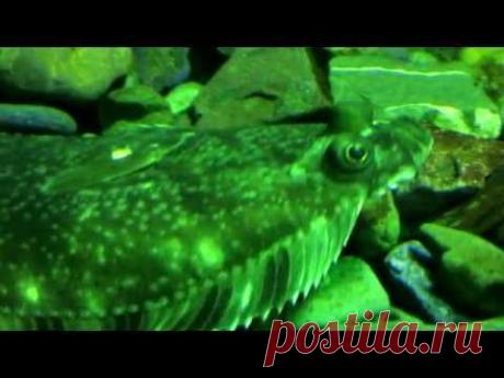 Камбала – это шутка или совершенство от природы?&quot;Ручеёк&quot; Экологический клуб для  и родителей