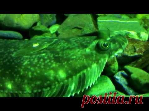 Камбала – это шутка или совершенство от природы?"Ручеёк" Экологический клуб для  и родителей