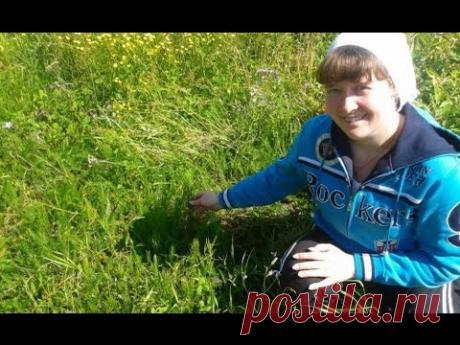 Хвощ полевой.  Лекарственные свойства