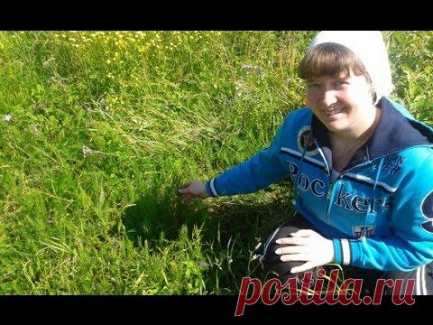 Хвощ полевой.  Лекарственные свойства