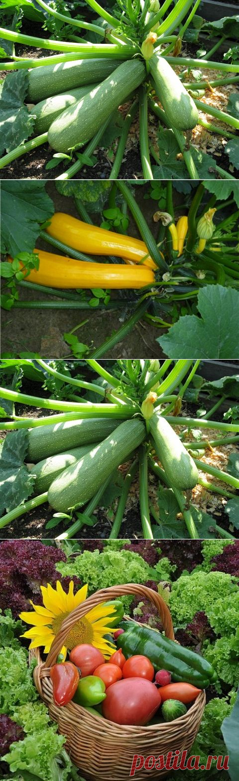 Кабачки: хитрости ухода