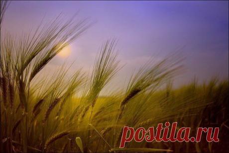 Наша жизнь, как созревший колос,
Года, как тонкий стебелёк.
Чем дальше, тем всё тише голос,
И, в принципе, конец-то недалёк.
Но жизнью вспаханная нива
Детей прекрасных принесла,
И зацвели, как рожь, красиво,
А озимь внуков нам дала. https://www.stihi.ru/2015/02/12/242