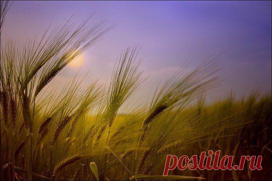 Наша  жизнь,   как созревший  колос,
Года,  как   тонкий  стебелёк.
Чем  дальше,  тем  всё  тише  голос,
И,  в  принципе,  конец-то  недалёк.
Но  жизнью  вспаханная  нива
Детей  прекрасных  принесла,
И  зацвели,  как  рожь,  красиво,
А  озимь  внуков  нам  дала.      http://www.stihi.ru/2015/02/12/242