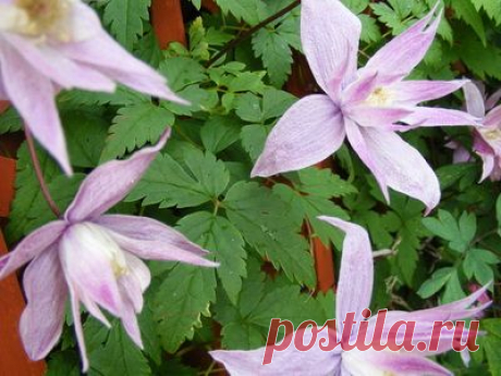 Обрезка клематисов 1, 2 и 3 группы сортов осенью на зиму