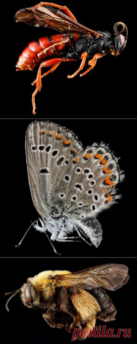 40 самых подробных крупных планов членистоногих