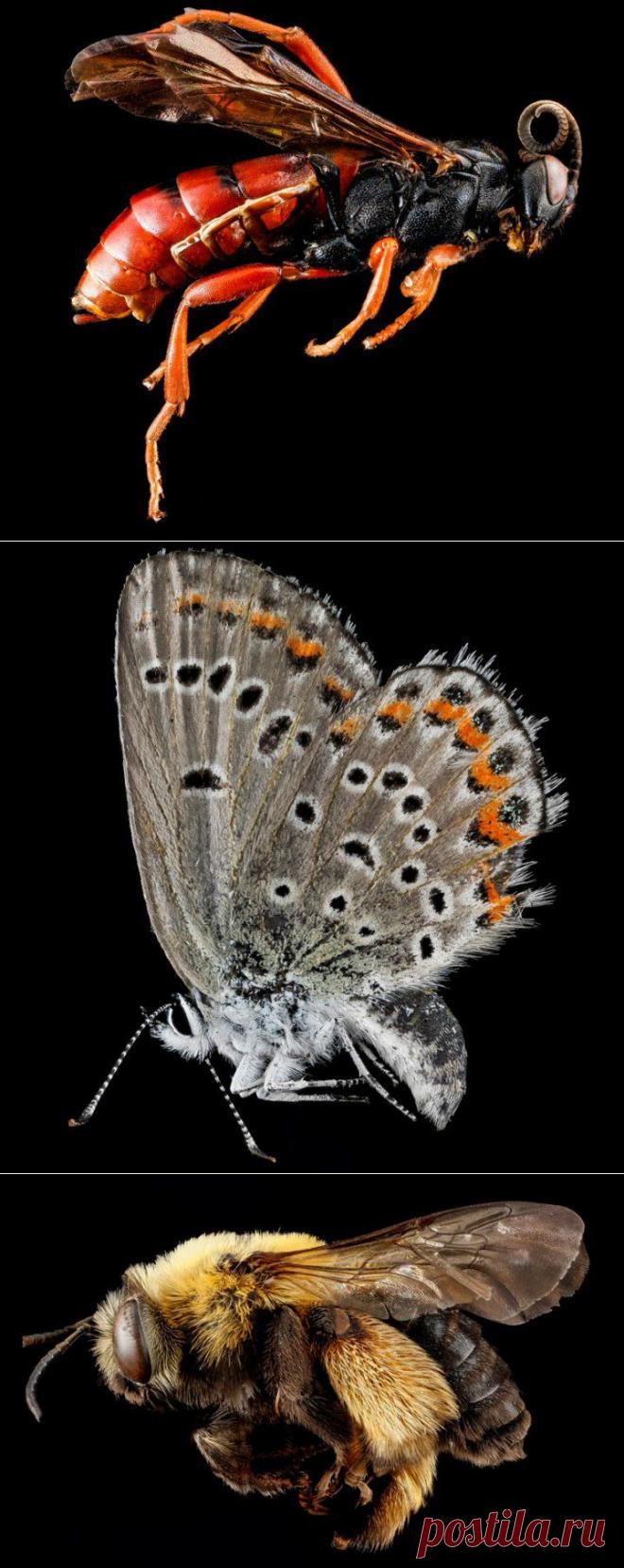 40 самых подробных крупных планов членистоногих