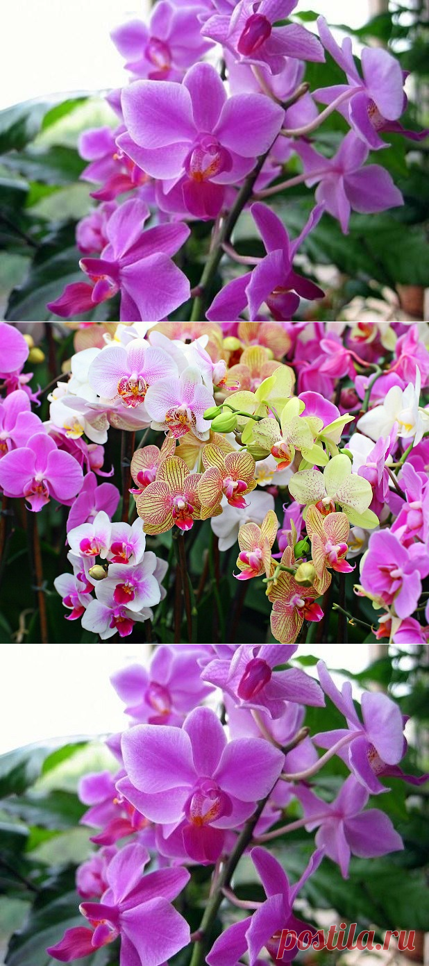 Удобрения для цветения орхидей