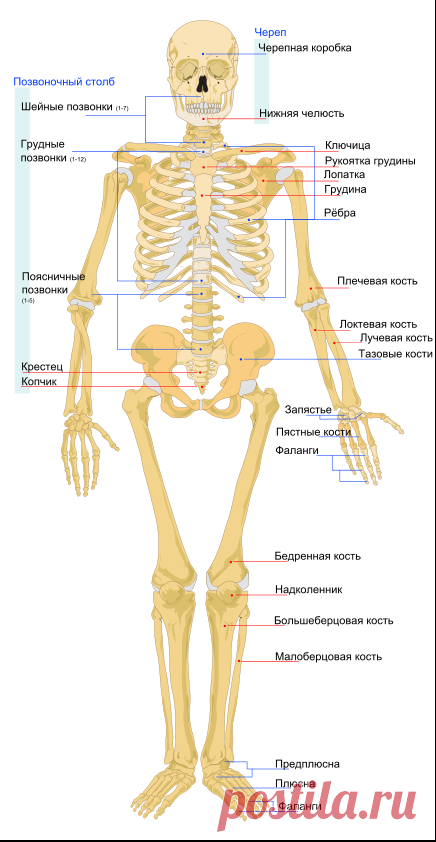 Скелет человека — Википедия
