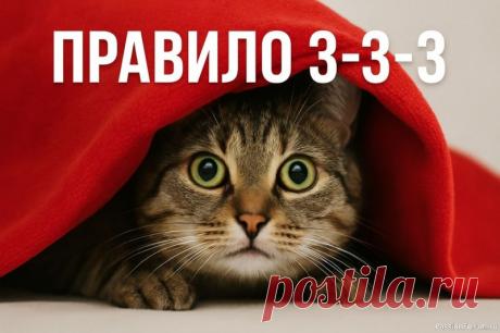 Как работает правило 3-3-3 у кошек: три рубежа доверия Даже самая ласковая и контактная кошка теряется, попадая в незнакомую обстановку. У животных нет когнитивной карты на случай «переезда» &mdash; они ориентируются на запахи, звуки, привычные предметы. Когда всё вокруг меняется, кошка теряет точку опоры.Усыновление или переезд...