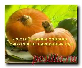 Тыквенный суп | Еда Для Здоровья