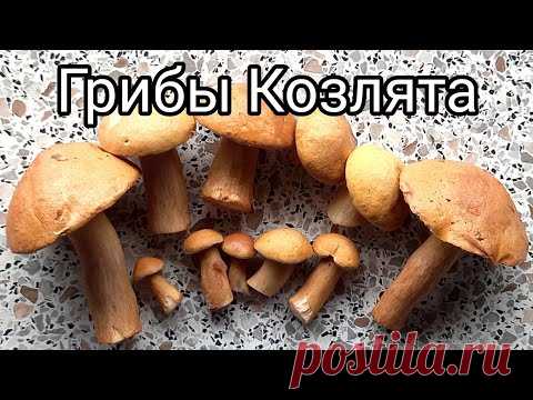 Грибы Козлята. Как выглядят козлята, как готовить грибы козлята