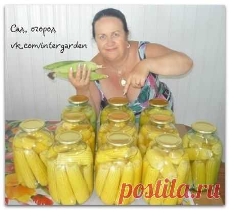 Кукуруза маринованная
Молодые, очищенные початки уложить в 3-х литр. банку. Туда же всыпать - 1стол. ложку соли, 150г. сахара, 2стол. ложки 9% уксуса, 1таблетку аспирина. Залить всё кипятком и стерелизовать 1 час. Закатать. Укутать