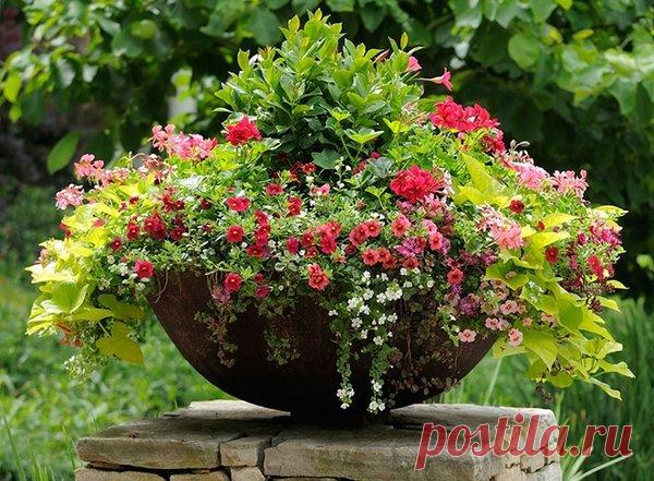 Контейнерный сад