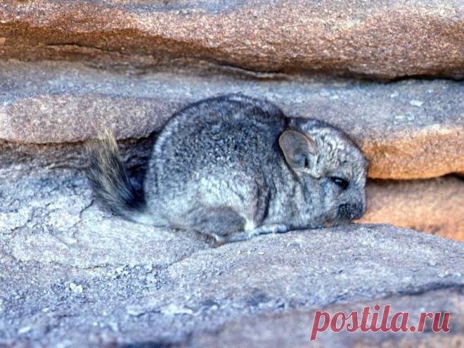 Разведение шиншилл — для бизнеса и для души. Условия содержания, кормление. Фото — Ботаничка.ru