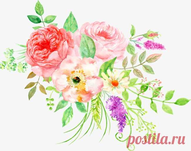 beautiful floral watercolor peony flower cluster More than 3 million PNG and graphics resource at Pngtree. Find the best inspiration you need for your project.