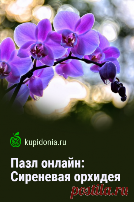 Пазл онлайн: Сиреневая орхидея. Красивый пазл онлайн с сиреневой орхидеей. Собирайте пазлы на сайте! Тренируйте свой мозг!