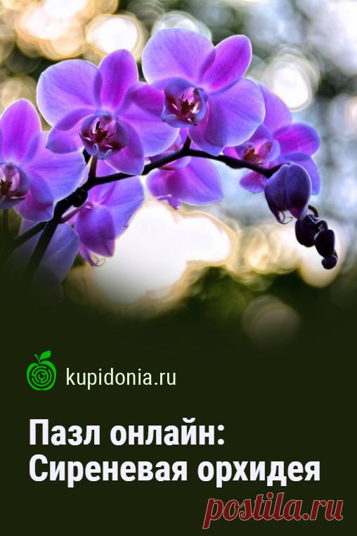 Пазл онлайн: Сиреневая орхидея. Красивый пазл онлайн с сиреневой орхидеей. Собирайте пазлы на сайте! Тренируйте свой мозг!