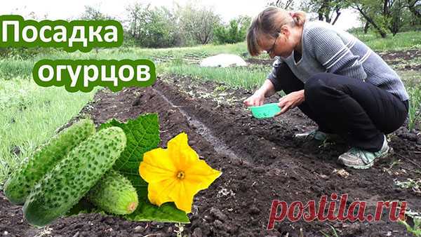 Правильная и своевременная посадка огурцов в открытый грунт — гарант урожая