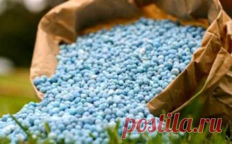 Удобрения для белокочанной капусты - правила применения Чтобы урожайность в конце сезона была на высоте, надо не забывать про удобрения для белокочанной капусты, о том как их применять правильно, далее