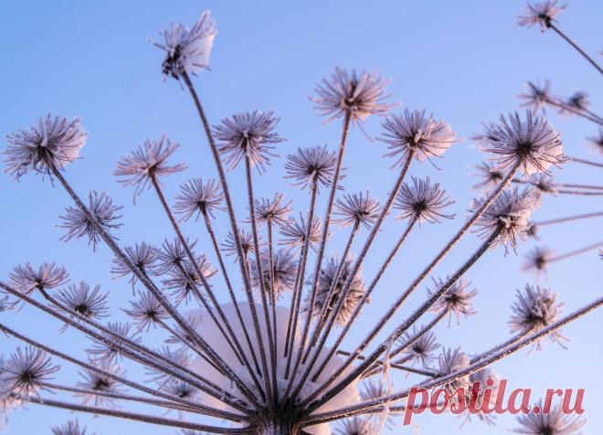 На закате под осиной. Фотограф Андрей Хаймин