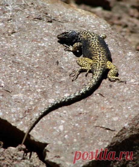 Лиолемус Liolaemus isabelae, Чили.
https://www.iucnredlist.org/details/56063046/0