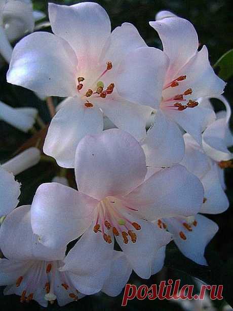Elena Gonzalez приколол(а) это к доске FLORES - ÁRBOLES - PLANTAS - H…