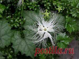 Трихозант – змеевидный огурец » Сад и Огород. Советы и идеи дачникам и огородникам, Дача