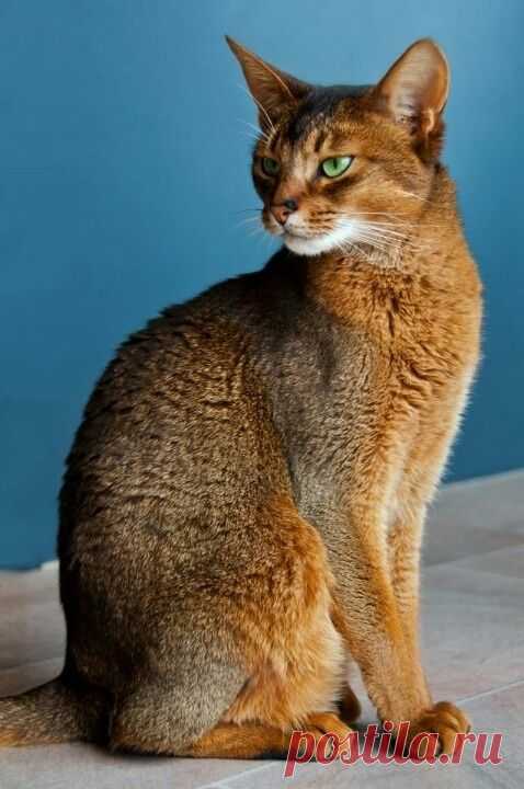 Best Cat Breeds for Families:  ABYSSINIAN |  They are very active & love playing games & interacting w/ people, which makes them great cats for kids. They're also very intelligent & loyal. They enjoy being around their families & are very sociable.