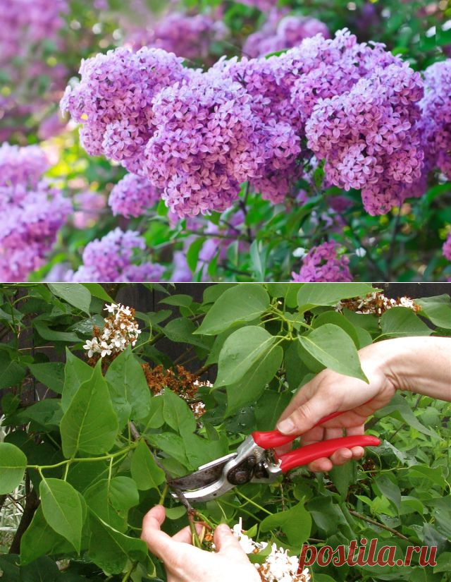 Секреты  ухода  за сиренью | ОГОРОД БЕЗ ХЛОПОТ