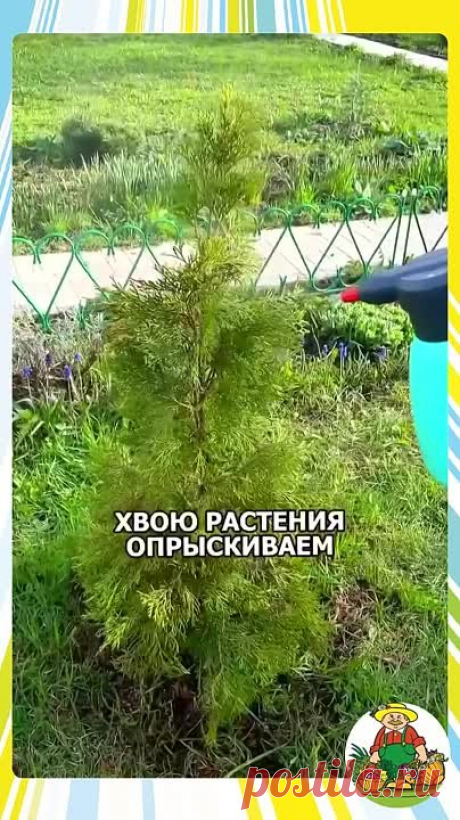 Как помочь туе стать здоровой!