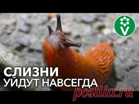 КАК ИЗБАВИТЬСЯ ОТ СЛИЗНЕЙ БЕЗ ХИМИИ? Посадите ЭТИ растения в огороде!