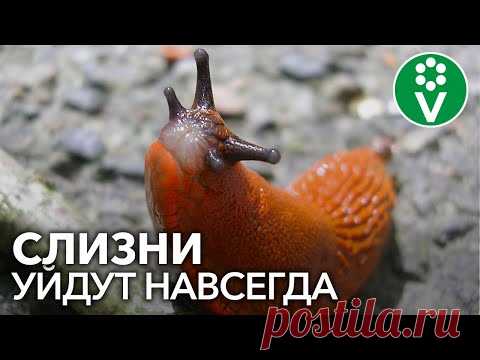 КАК ИЗБАВИТЬСЯ ОТ СЛИЗНЕЙ БЕЗ ХИМИИ? Посадите ЭТИ растения в огороде!
