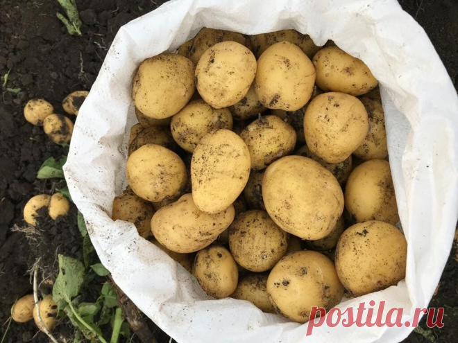 Чем я заменяю навоз под картошку для увеличения её урожая в разы | 6 соток
