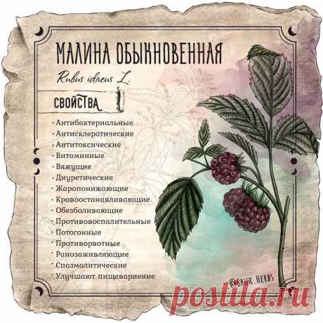 Малина обыкновенная