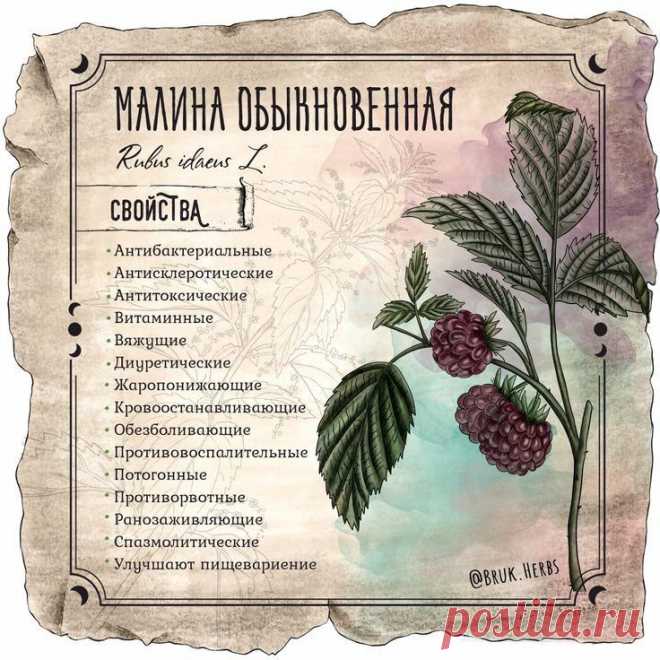 Малина обыкновенная